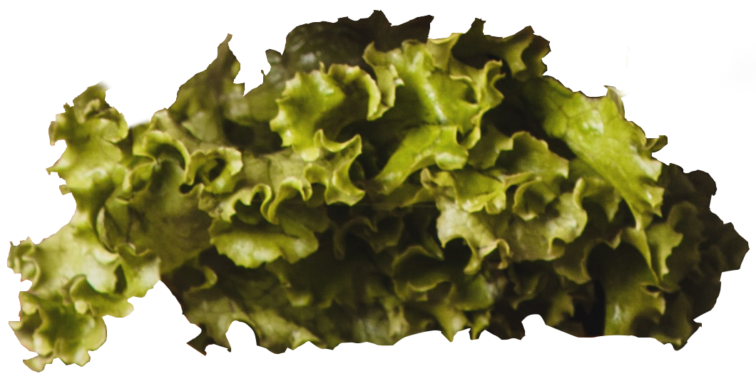 Lettuce