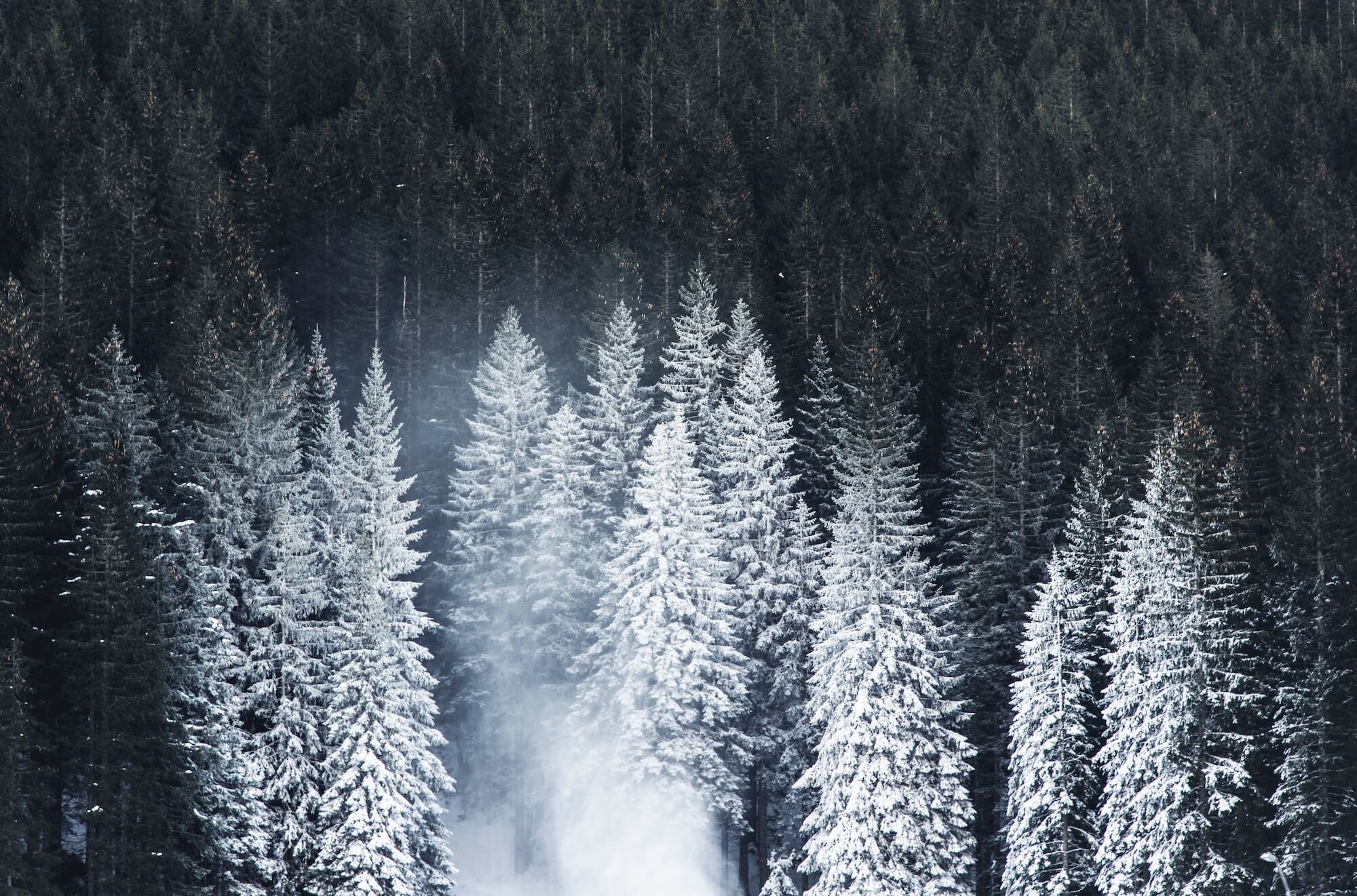 Snowy Forest