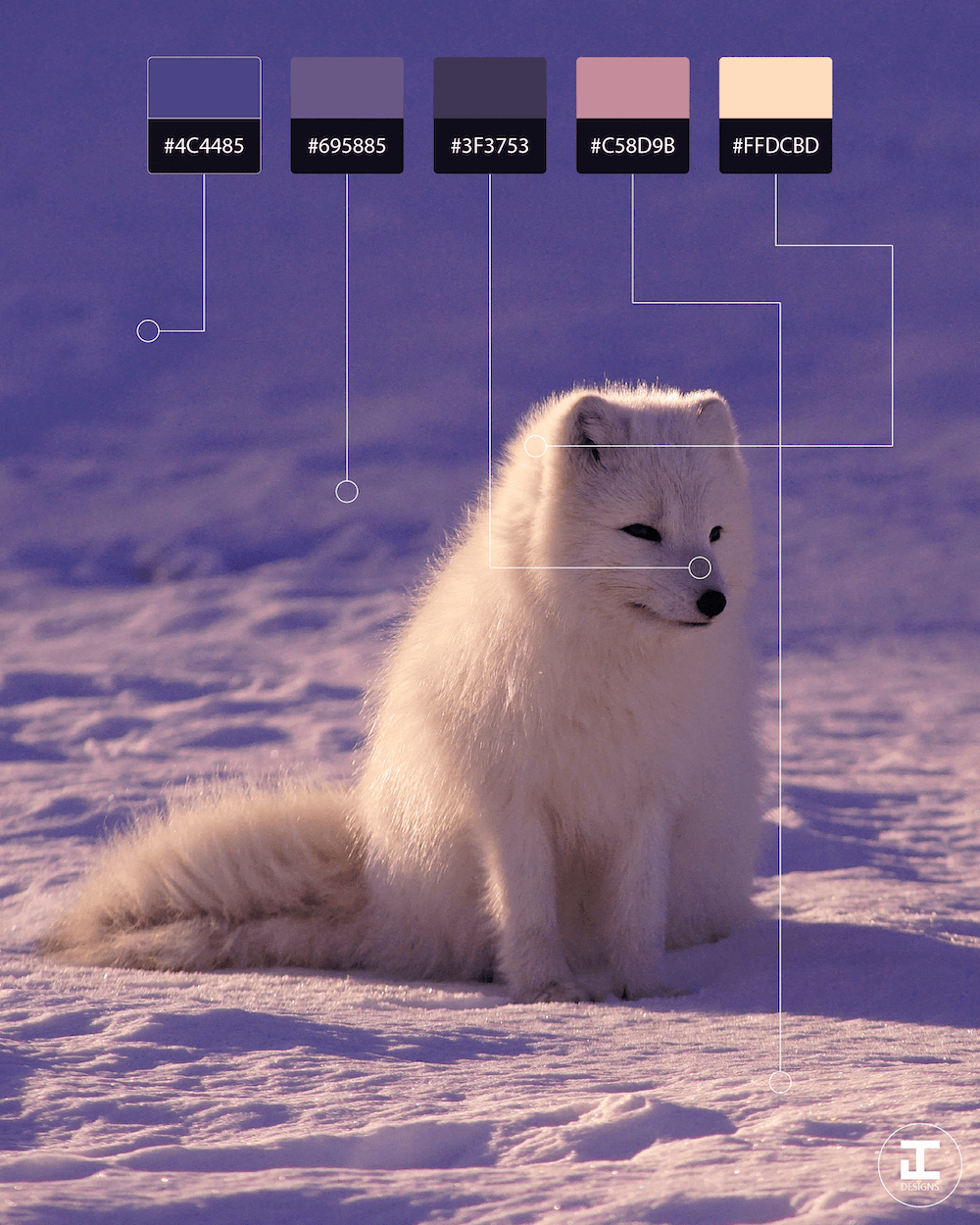 Artic Fox Shot